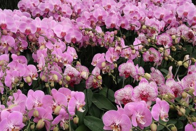 蝴蝶兰花和兰花在农场种植