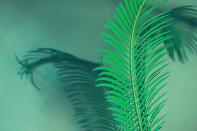 深绿色背景上的棕榈树的绿叶