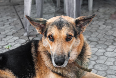 德国牧羊犬特写。一只可怜的老狗躺在人行道上