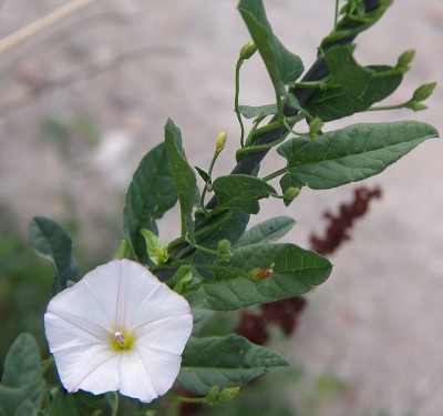 旋花植物和花