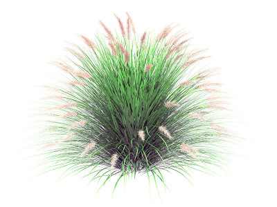 一个真实的花灌木的3d渲染孤立在白色