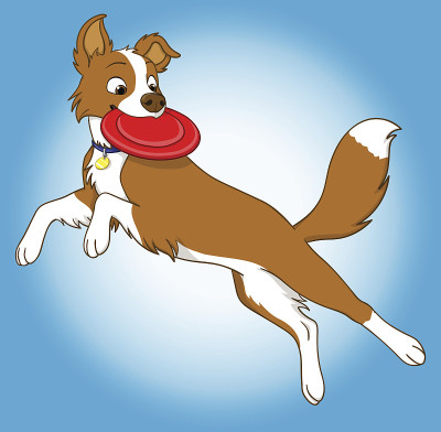 Border_collie_brown