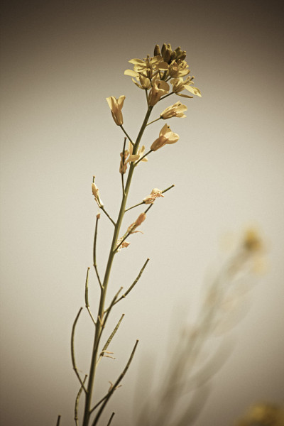 黑芥菜，黑芥末