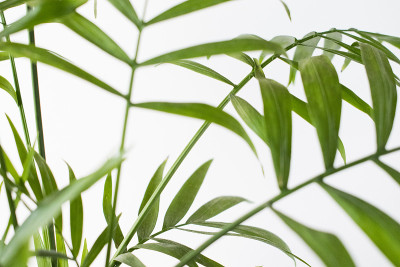 新鲜的绿色植物。自然特写照片。绿叶微距照片。