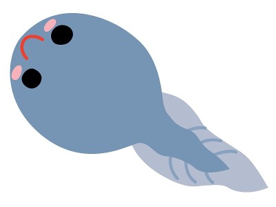 可爱的蝌蚪插图
