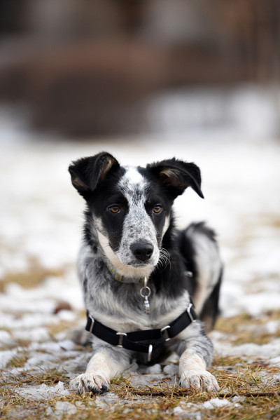 边境牧羊犬蓝色跟勒混合躺下