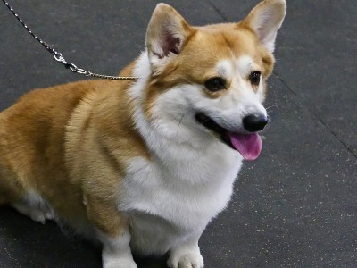 柯基犬在训练班