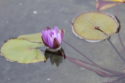 不管什么形状和颜色，花就是花