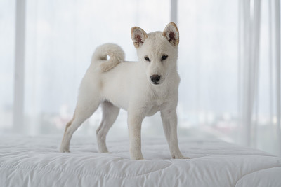 纯种日本柴犬床上动作肖像。