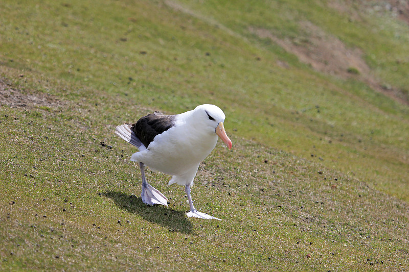 黑眉信天翁，黑鳍海雀，福克兰群岛