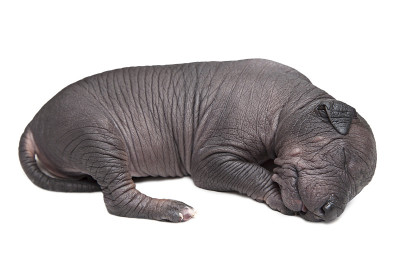 Xoloitzcuintle小狗，一周大