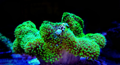 白斑海葵虾-(短腕湖缘海葵)