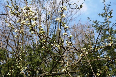 春天，梅花开白花，花蕾洁白