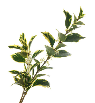 冬青桂花分支