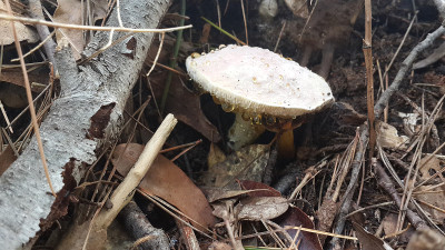 蘑菇