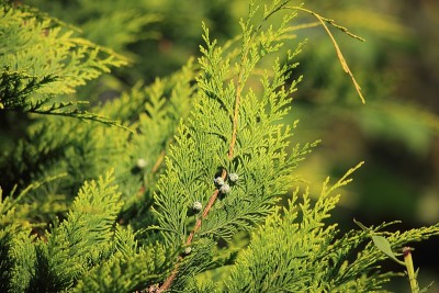 针叶树的树枝，如雪松、松树、带球果的针叶树。