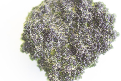 真菌和藻类在培养皿中的菌落特性教育背景。