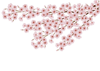 樱花观赏插图。日本的春节。