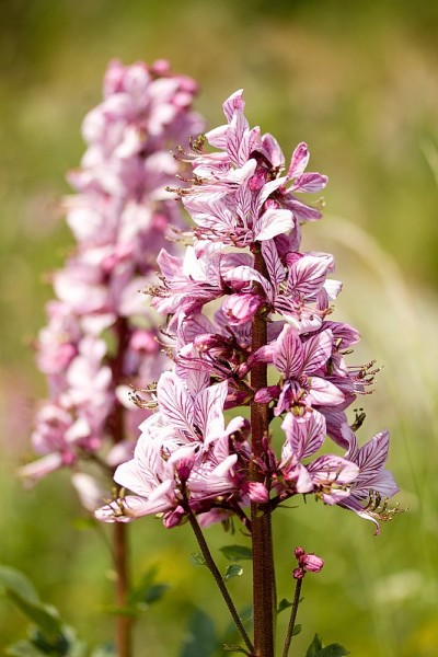 天然生境开花气体植物(白花Dictamnus albus)