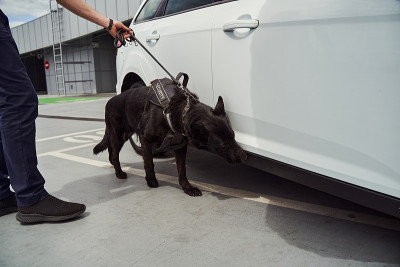 保安办公室和警犬在机场检查车辆