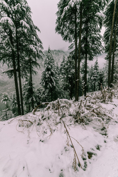 冬天，喜马拉雅山上的树被雪覆盖