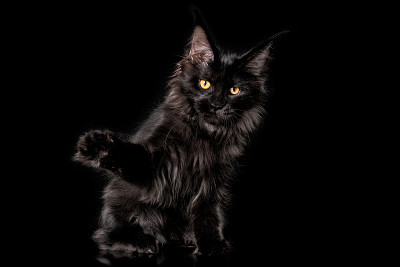 可爱的黑色缅因猫在黑色的背景。