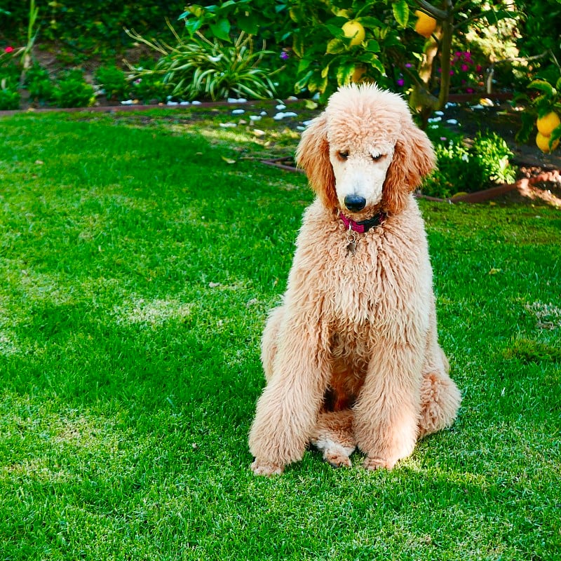 “肯尼迪”，标准贵宾犬