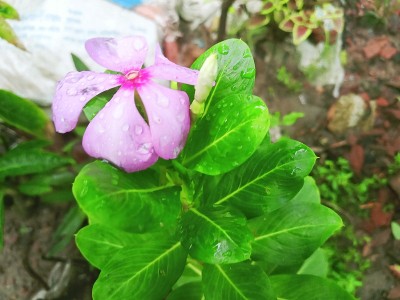 ，布图富尔花，3，，