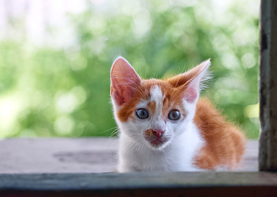 草丛里的小猫。