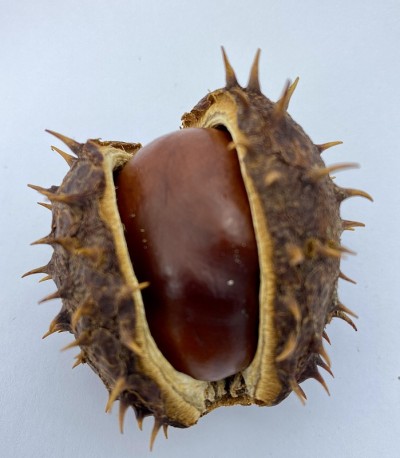 栗子刺和栗子树