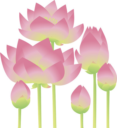 玫瑰莲花百合装饰花卉元素在白色的背景。