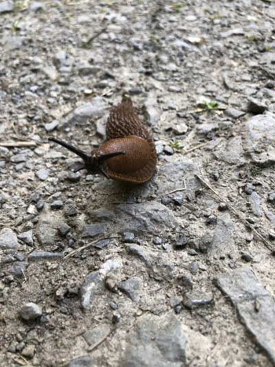 裸鳃动物爬过土路
