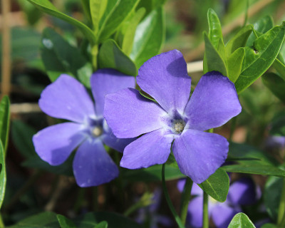 紫色的长春花花