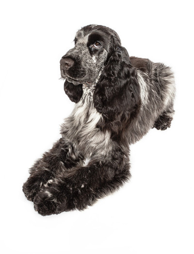 放松的英国可卡犬