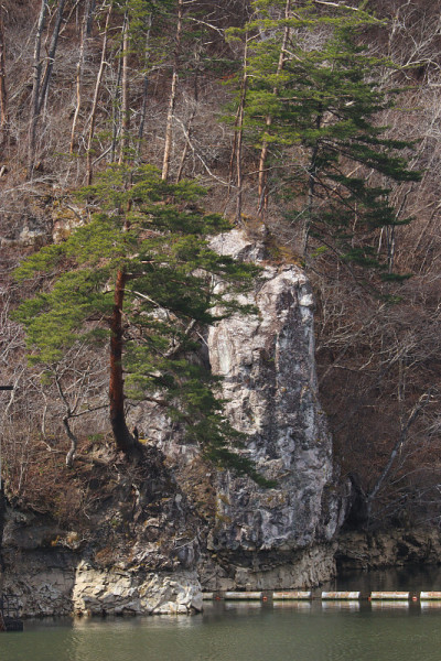 生长在岩石海岸上的松树