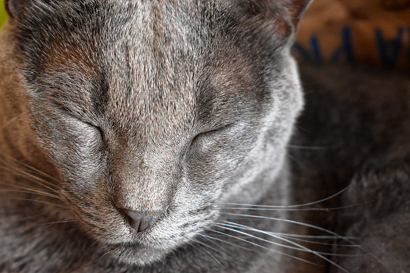 可爱的猫在室内