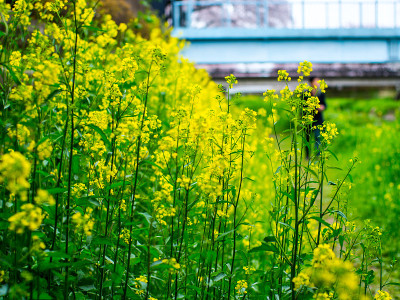 荠菜