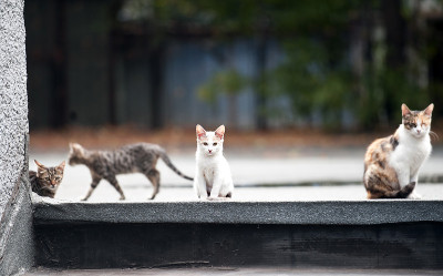 猫科动物
