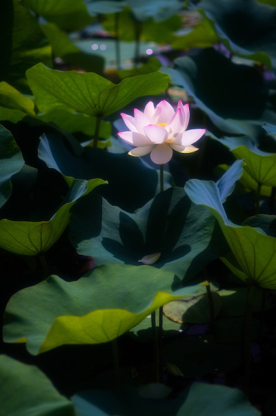 莲花