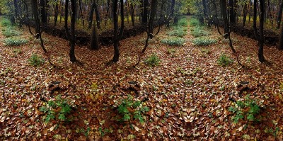 来自柏林城市公园(Volkspark)雷伯格的对称印象