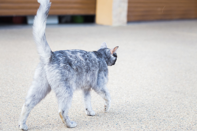 蓝母猫