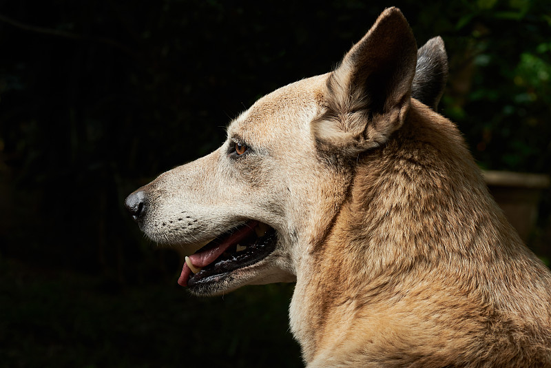 牧羊犬简介