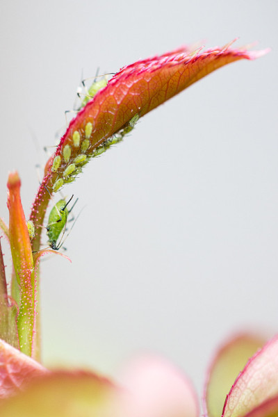 Aphids or greenfly and asexual reproduction with c