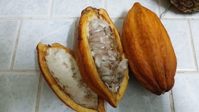 可可果