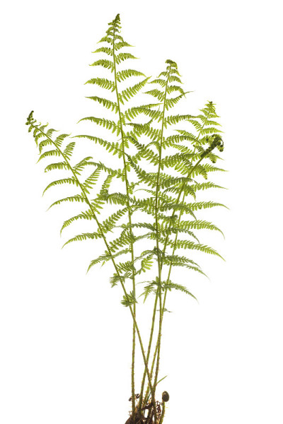 年轻的蕨类植物