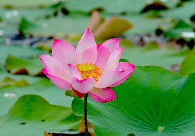 莲花