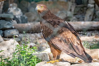 草原鹰是一种猛禽，它骄傲地坐在鸟舍里。Aquila nipalensis