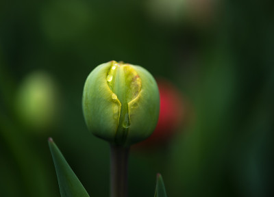 加拿大郁金香节