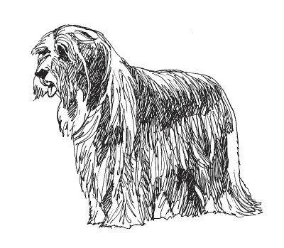 古代长须牧羊犬的狗。向量。手绘