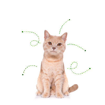 有跳蚤、扁虱或昆虫的小猫
